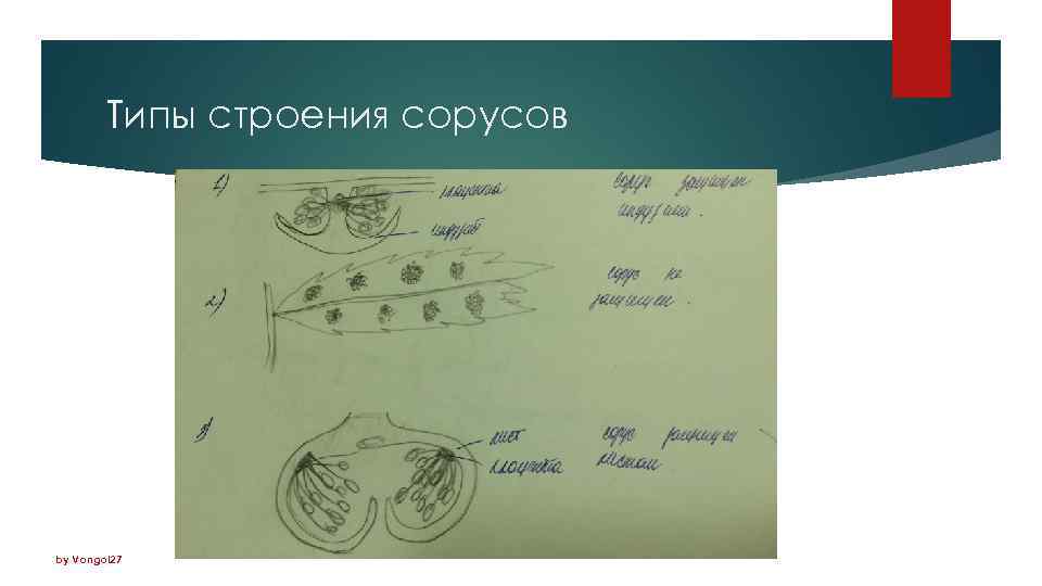 Типы строения сорусов by Vongol 27 