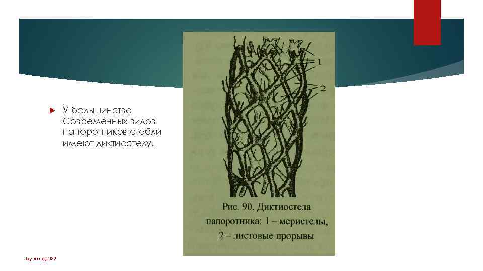  by Vongol 27 У большинства Современных видов папоротников стебли имеют диктиостелу. 