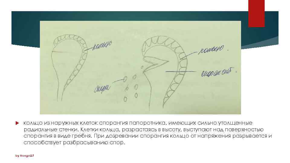  кольцо из наружных клеток спорангия папоротника, имеющих сильно утолщенные радиальные стенки. Клетки кольца,
