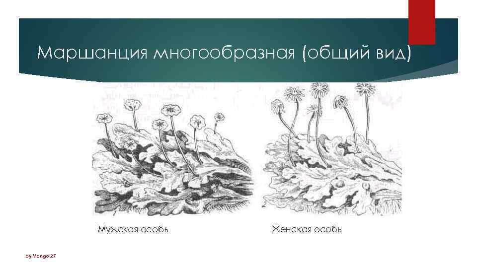 Мхи печеночники рисунок