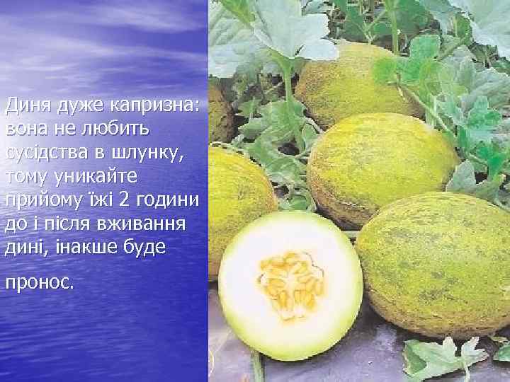 Диня дуже капризна: вона не любить сусідства в шлунку, тому уникайте прийому їжі 2