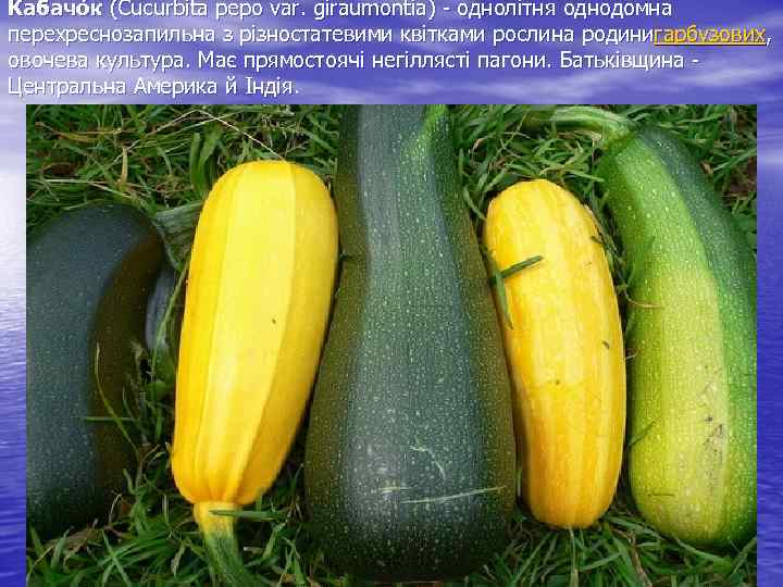 Кабачо к (Cucurbita pepo var. giraumontia) однолітня однодомна перехреснозапильна з різностатевими квітками рослина родинигарбузових,