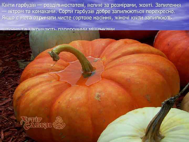 Квіти гарбузів — роздільностатеві, великі за розмірами, жовті. Запилення — вітром та комахами. Сорти