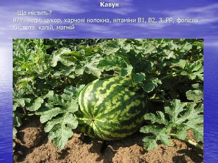  Кавун Що містить? 87% води, цукор, харчові волокна, вітаміни B 1, В 2,