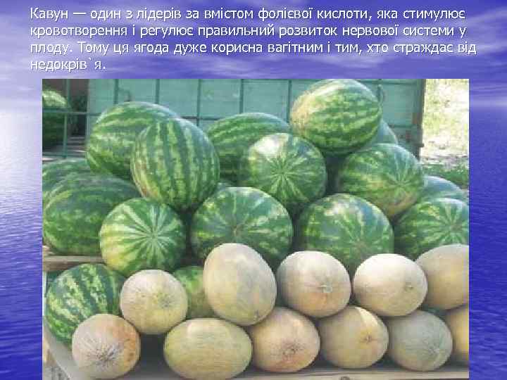 Кавун — один з лідерів за вмістом фолієвої кислоти, яка стимулює кровотворення і регулює