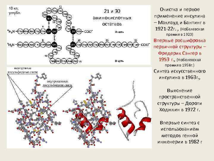 10 кл, углубл. 21 и 30 аминокислотных остатков Очистка и первое применение инсулина –