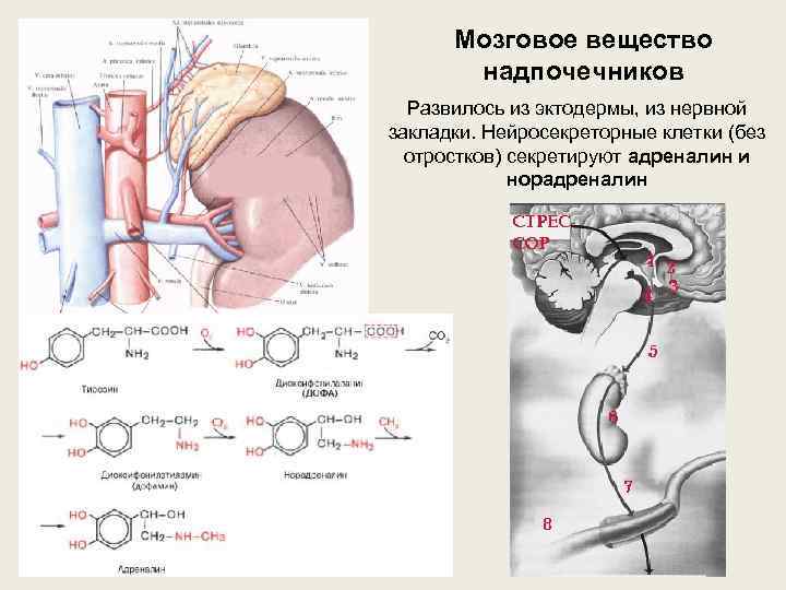 Мозговое вещество надпочечников. Мозговое вещество надпочечников источник развития. Надпочечники, корковое, мозговое вещество. Адреналин, норадреналин.. Нейросекреторные клетки мозгового вещества надпочечников. Мозговое вещество надпочечников развивается из.