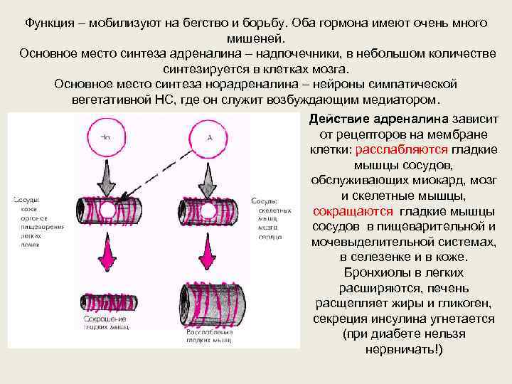 Функция – мобилизуют на бегство и борьбу. Оба гормона имеют очень много мишеней. Основное