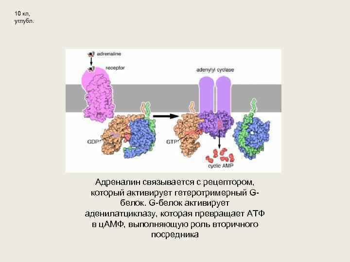 10 кл, углубл. Адреналин связывается с рецептором, который активирует гетеротримерный Gбелок. G-белок активирует аденилатциклазу,