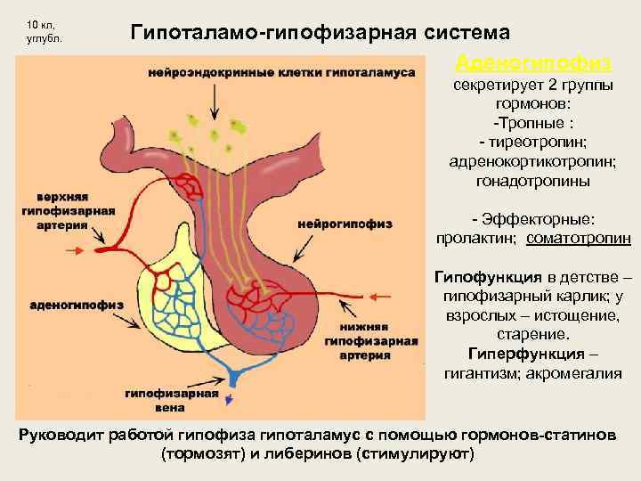 Гипоталамо гипофизарная система схема