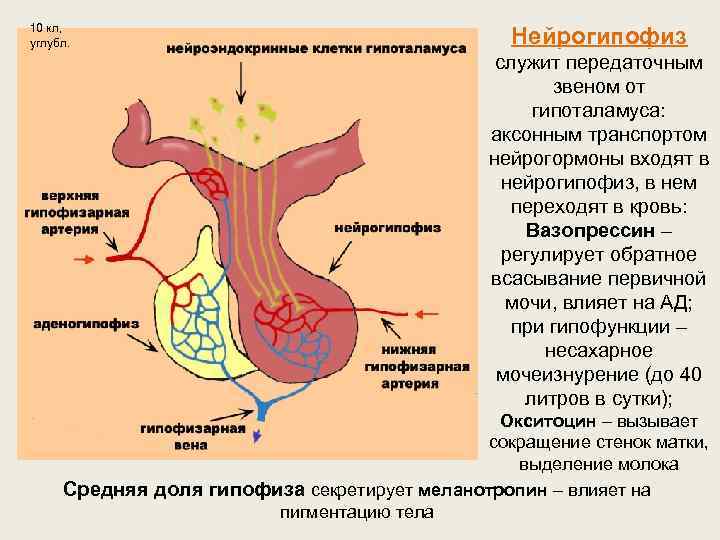 Гормоны нейрогипофиза. Нейрогипофиз. Нейрогипофиз основные структуры. Нейрогормоны гипоталамуса. Клетки питуициты нейрогипофиза.