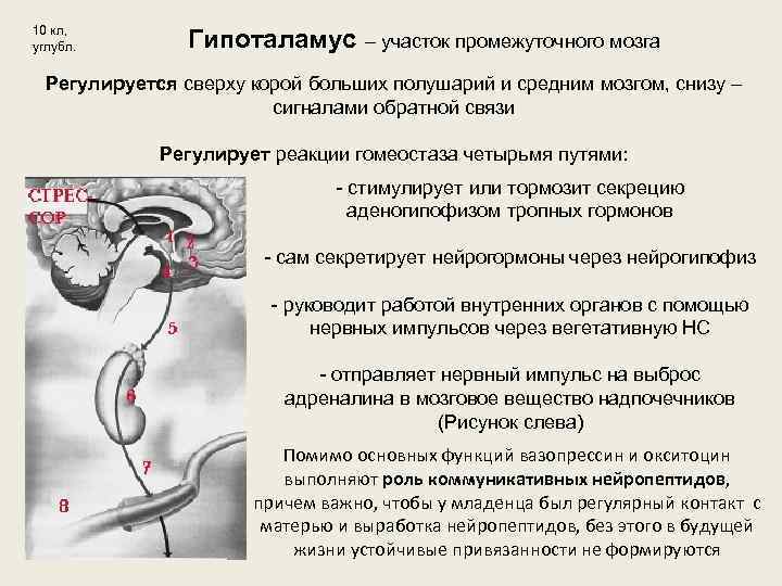 10 кл, углубл. Гипоталамус – участок промежуточного мозга Регулируется сверху корой больших полушарий и