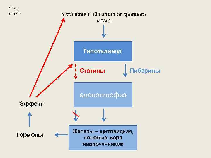 10 кл, углубл. Установочный сигнал от среднего мозга Гипоталамус Статины Либерины аденогипофиз Эффект Гормоны