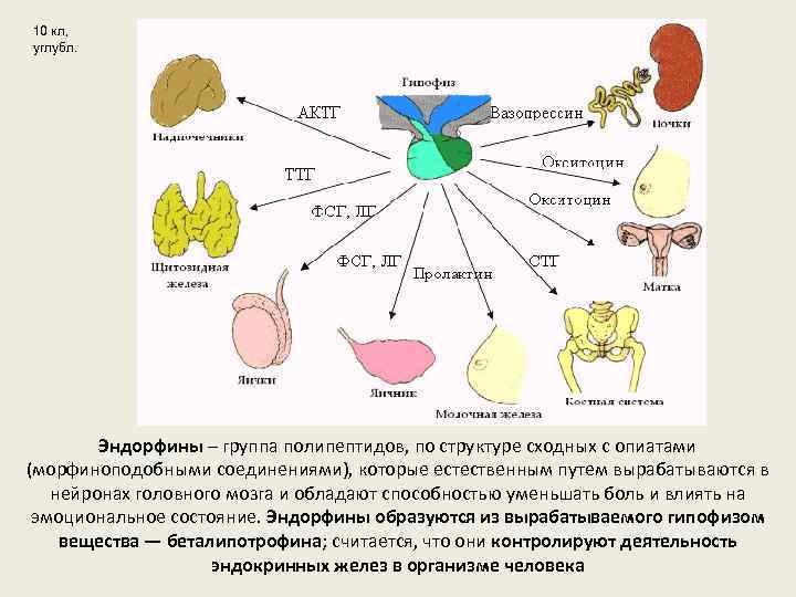 10 кл, углубл. Эндорфины – группа полипептидов, по структуре сходных с опиатами (морфиноподобными соединениями),