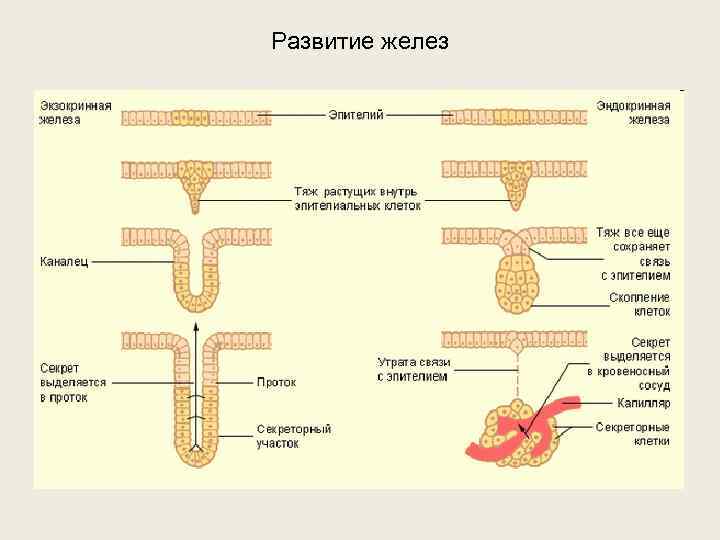 Развитие желез 