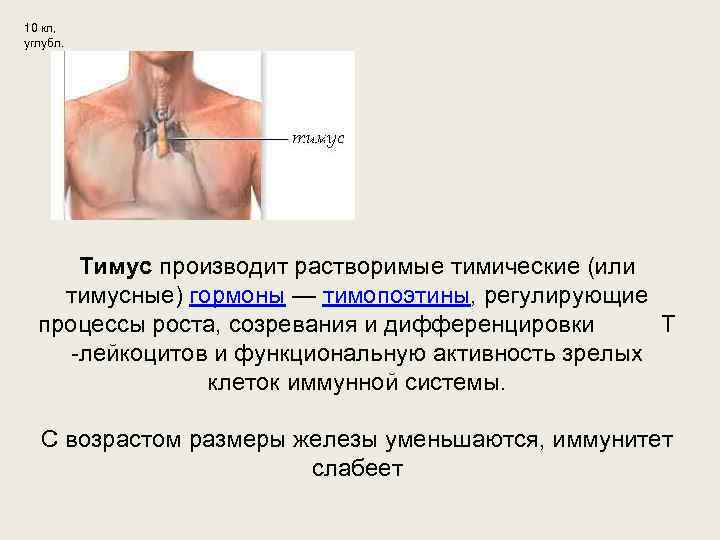 10 кл, углубл. Тимус производит растворимые тимические (или тимусные) гормоны — тимопоэтины, регулирующие процессы