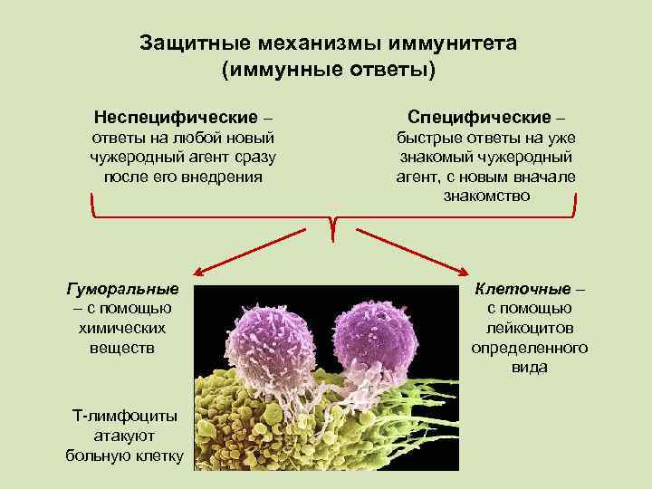 Специфические и неспецифические механизмы иммунитета