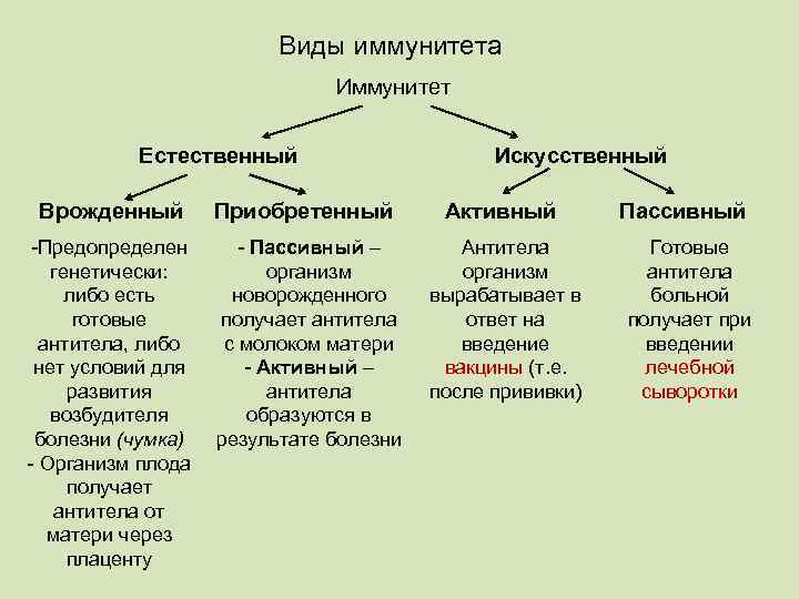 Виды иммунитета Иммунитет Естественный Искусственный Врожденный Приобретенный Активный -Предопределен генетически: либо есть готовые антитела,