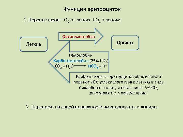 Функции эритроцитов 1. Перенос газов – О 2 от легких, СО 2 к легким