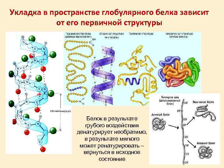 Структура белка характеристика таблица