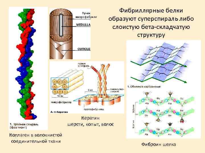 Белки образованы