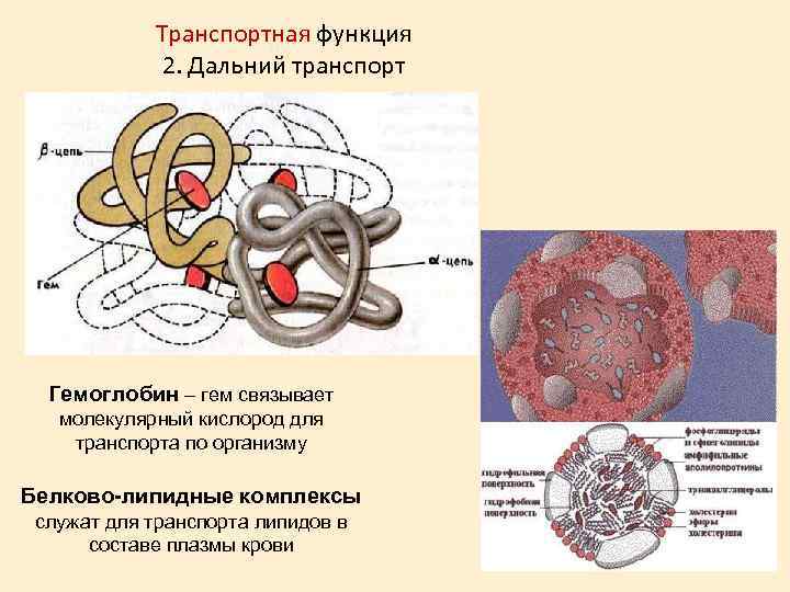 Транспортная функция 2. Дальний транспорт Гемоглобин – гем связывает молекулярный кислород для транспорта по