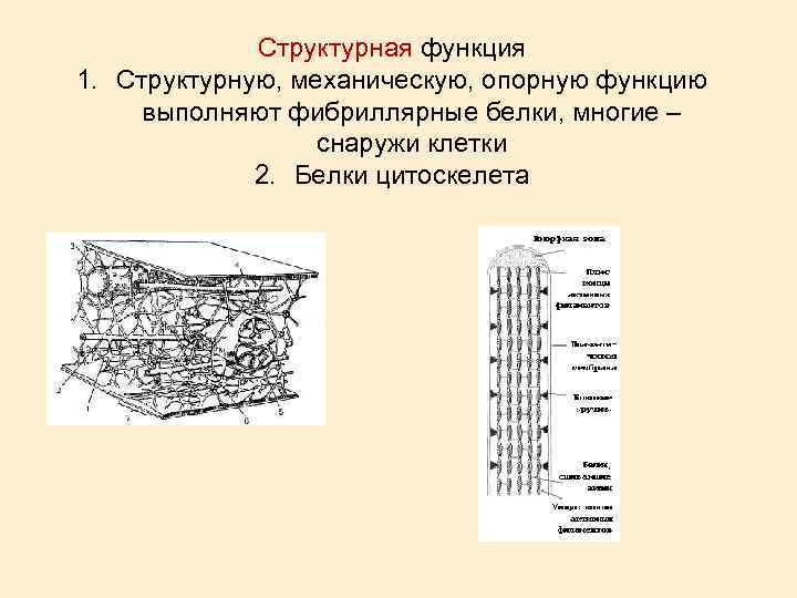 Структурная функция клетки