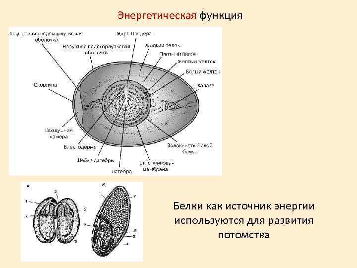 Энергетическая функция Белки как источник энергии используются для развития потомства 