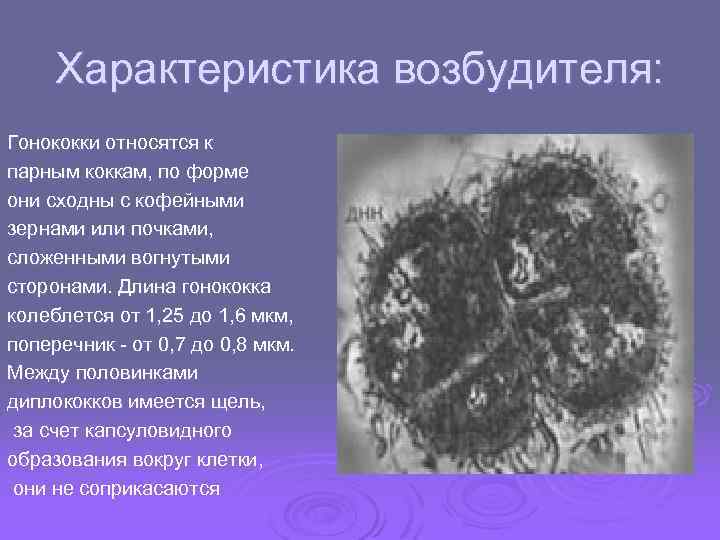 Характеристика возбудителя: Гонококки относятся к парным коккам, по форме они сходны с кофейными зернами
