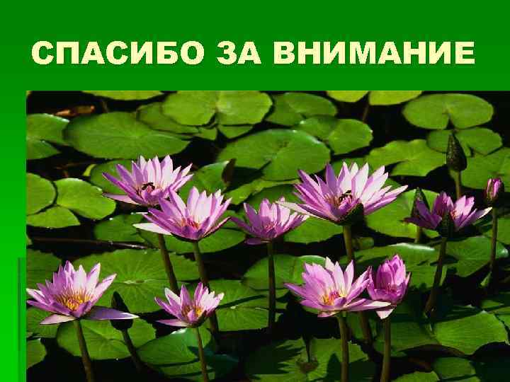 СПАСИБО ЗА ВНИМАНИЕ 