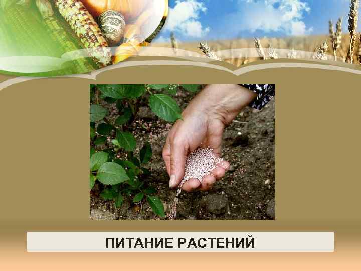 ПИТАНИЕ РАСТЕНИЙ 