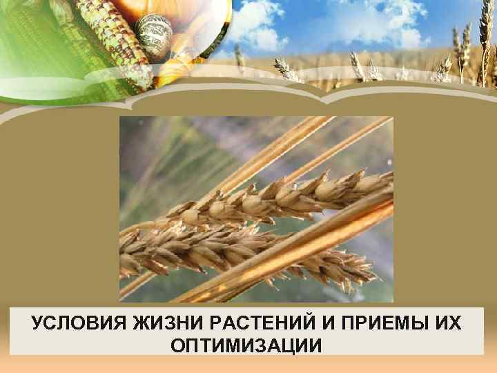 УСЛОВИЯ ЖИЗНИ РАСТЕНИЙ И ПРИЕМЫ ИХ ОПТИМИЗАЦИИ 