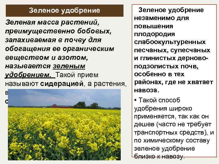 Зеленое удобрение незаменимо для Зеленая масса растений, повышения преимущественно бобовых, плодородия запахиваемая в почву