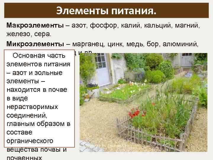 Элементы питания. Макроэлементы – азот, фосфор, калий, кальций, магний, железо, сера. Микроэлементы – марганец,