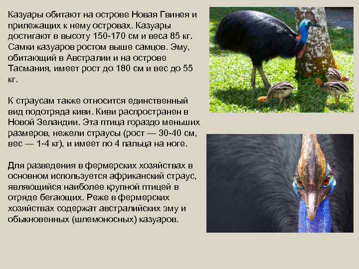 Казуары обитают на острове Новая Гвинея и прилежащих к нему островах. Казуары достигают в