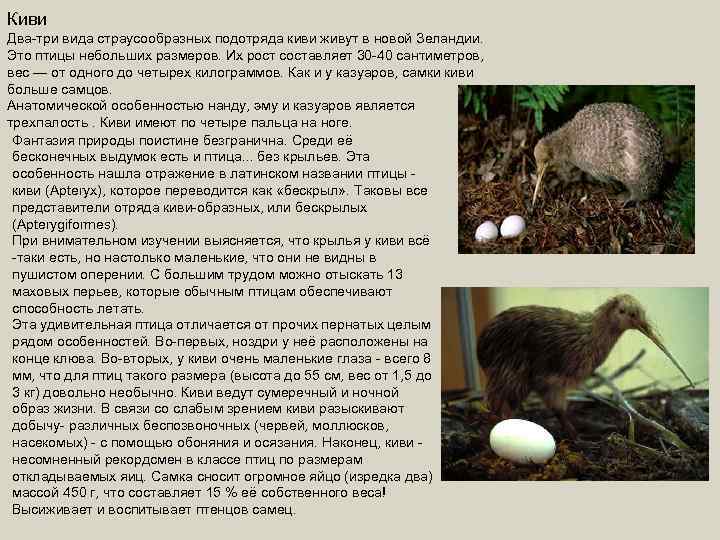 Киви Два-три вида страусообразных подотряда киви живут в новой Зеландии. Это птицы небольших размеров.
