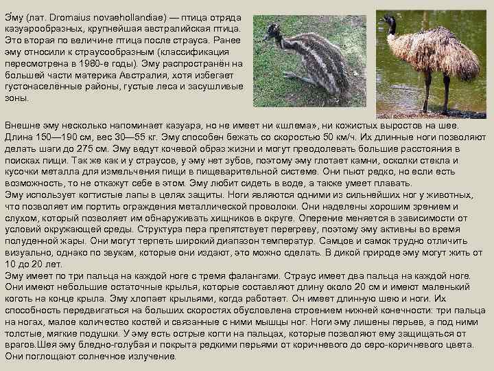 Э му (лат. Dromaius novaehollandiae) — птица отряда казуарообразных, крупнейшая австралийская птица. Это вторая