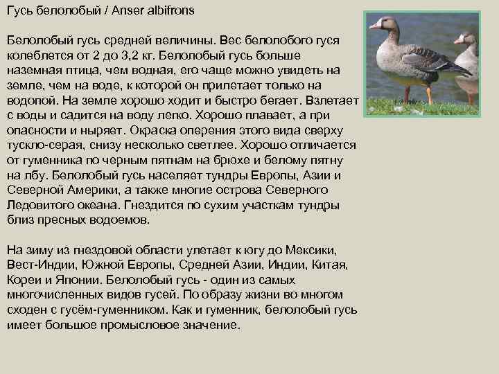 Гусь белолобый / Anser albifrons Белолобый гусь средней величины. Вес белолобого гуся колеблется от