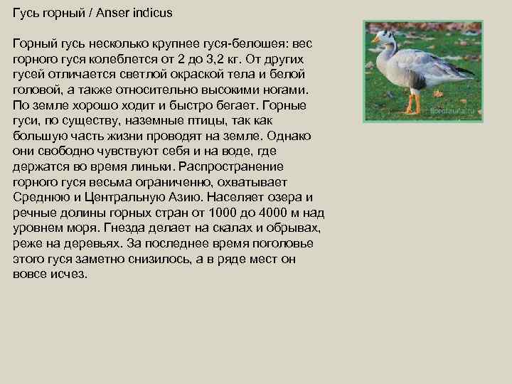 Гусь горный / Anser indicus Горный гусь несколько крупнее гуся-белошея: вес горного гуся колеблется
