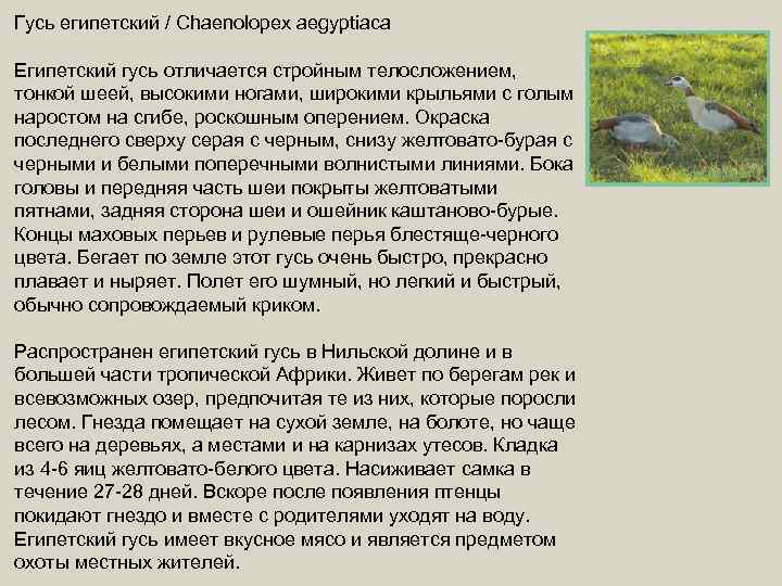 Гусь египетский / Chaenolopex aegyptiaca Египетский гусь отличается стройным телосложением, тонкой шеей, высокими ногами,