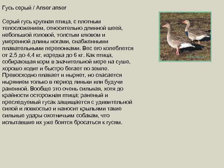 Гусь серый / Anser anser Серый гусь крупная птица, с плотным телосложением, относительно длинной