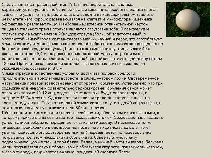 Страус является травоядной птицей. Его пищеварительная система характеризуется удлиненной задней частью кишечника, особенно велика