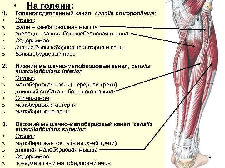 Кровоснабжение верхней конечности схема