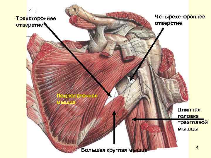 Четырехстороннее отверстие Трехстороннее отверстие Подлопаточная мышца Длинная головка трехглавой мышцы Большая круглая мышца 4