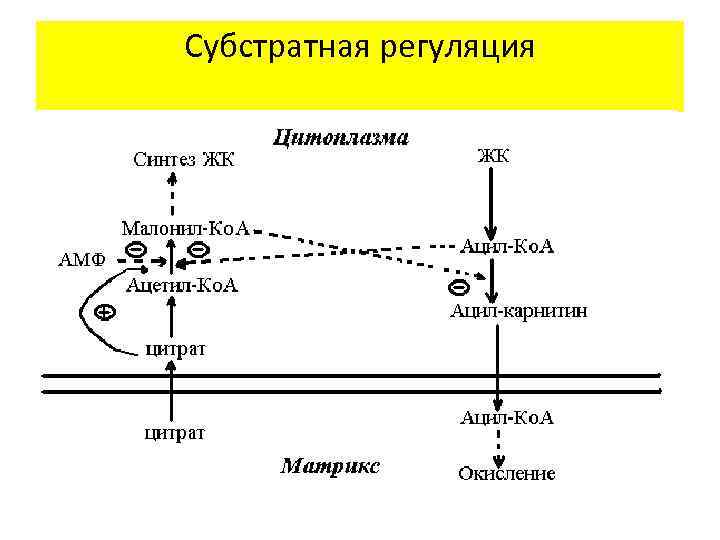 Субстратная регуляция 