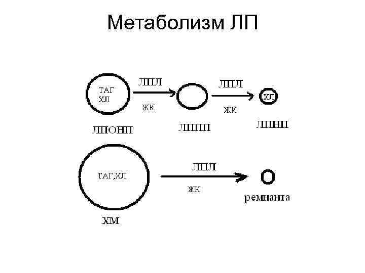 Метаболизм ЛП 
