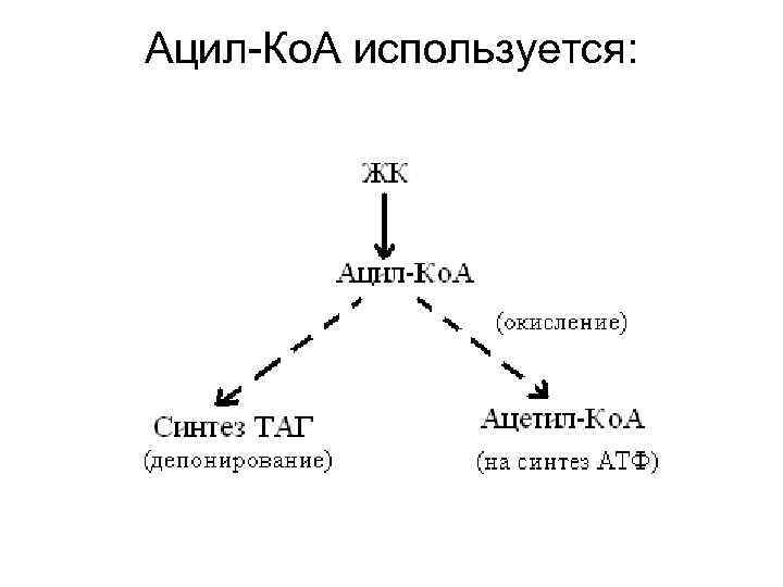 Ацил-Ко. А используется: 