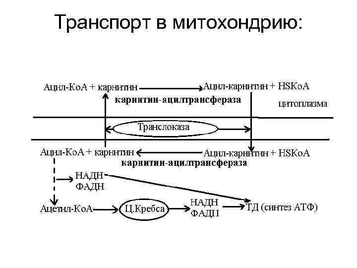 Транспорт в митохондрию: 