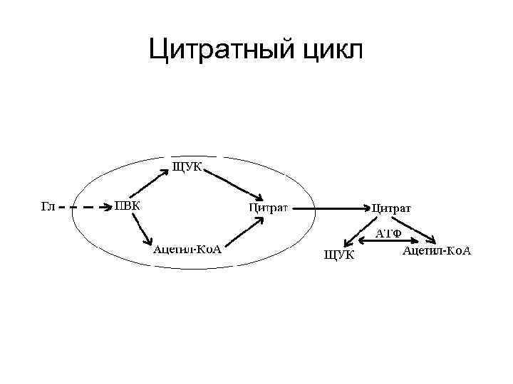 Цитратный цикл
