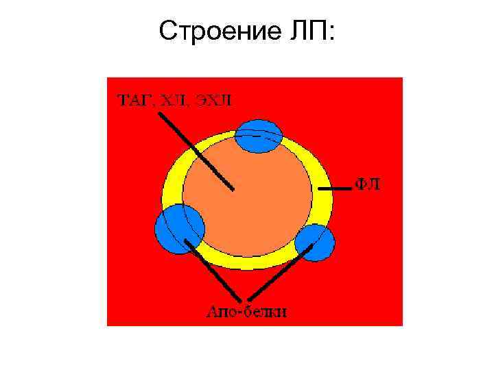 Строение ЛП: 